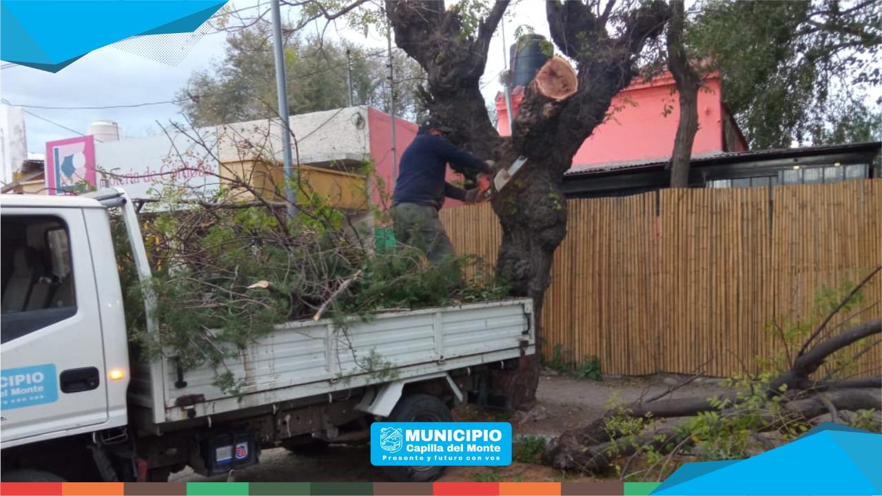 AVANZAN LAS ACCIONES DE PODA EN CASCO URBANO Y ALREDEDORES