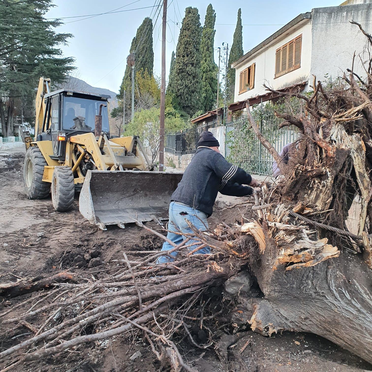 CONTINA LA RESTAURACIN DE LA CALLE ARISTBULO DEL VALLE Y LA EXTRACCIN DE RBOLES SECOS Y AOSOS