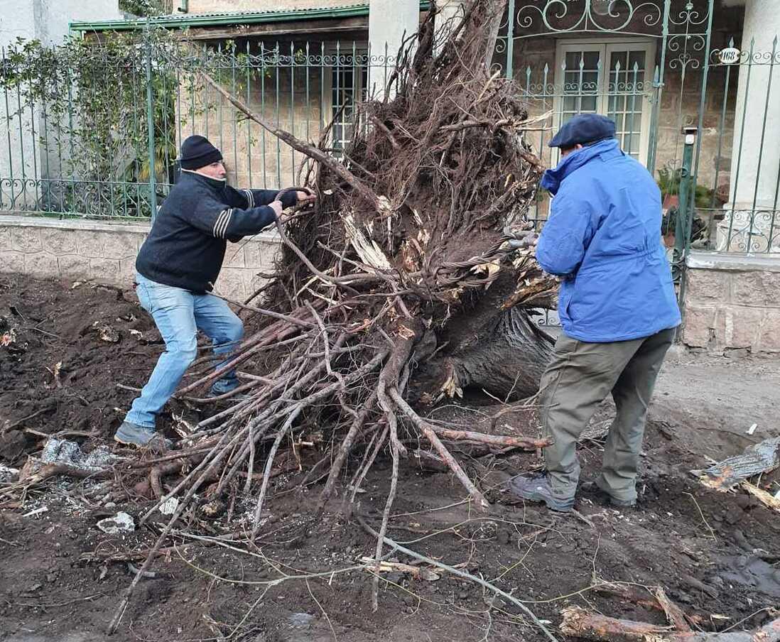 CONTINA LA RESTAURACIN DE LA CALLE ARISTBULO DEL VALLE Y LA EXTRACCIN DE RBOLES SECOS Y AOSOS